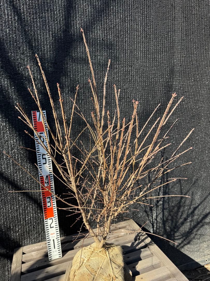 ニシキギ　コンパクタ　【品番3539】