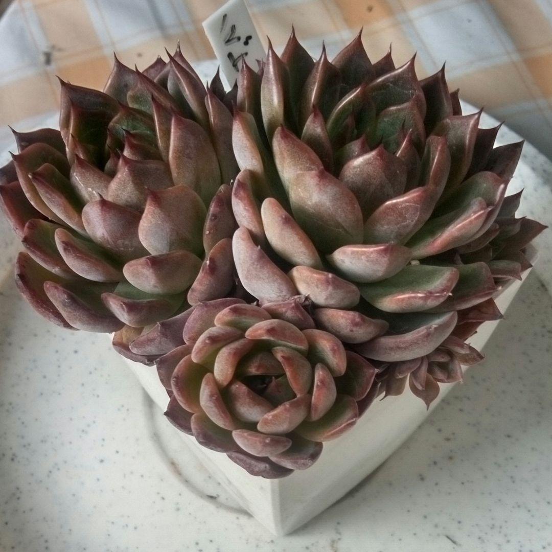 ノーマッド（nomad）ぱくさん苗　多肉