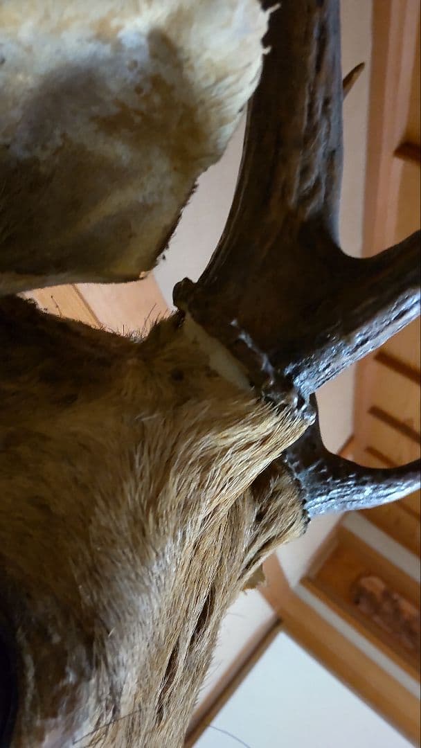 シカ 鹿 剥製 壁掛け ニホンジカ