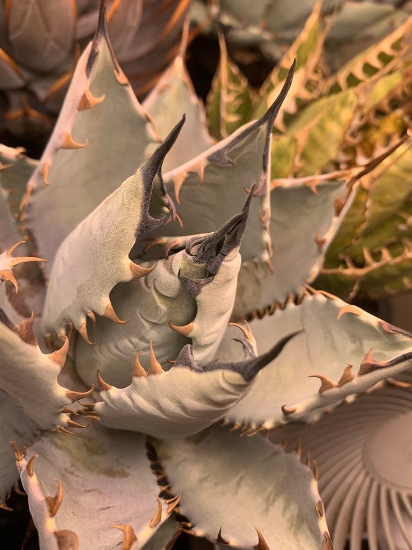 アガベ　ハイブリッド　ネバデンシス×BB チタノタ　オテロイ　ロックガーデン