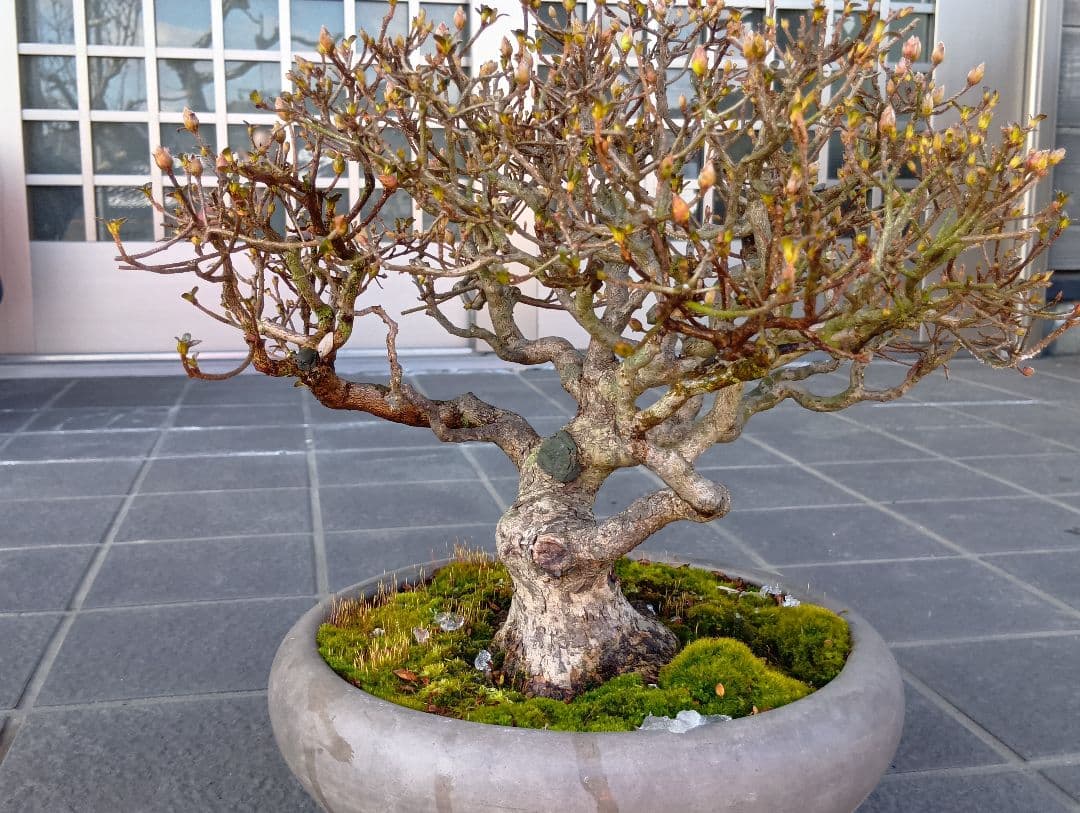 皐月盆栽‼️霧島系皐月、品種？‼️値下げ‼️