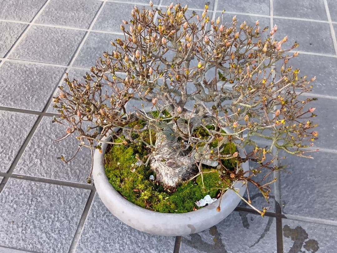 皐月盆栽‼️霧島系皐月、品種？‼️値下げ‼️