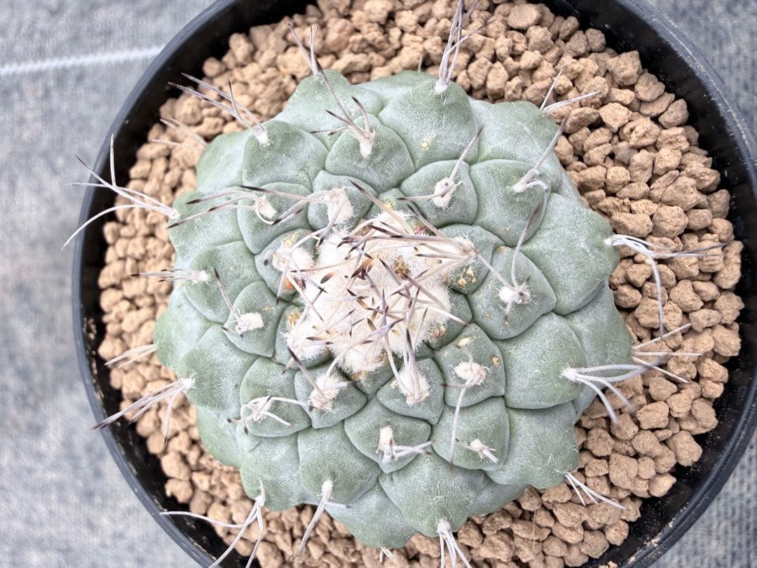 ストロンボカクタス　大疣菊水　国内実生　サボテン　帝冠