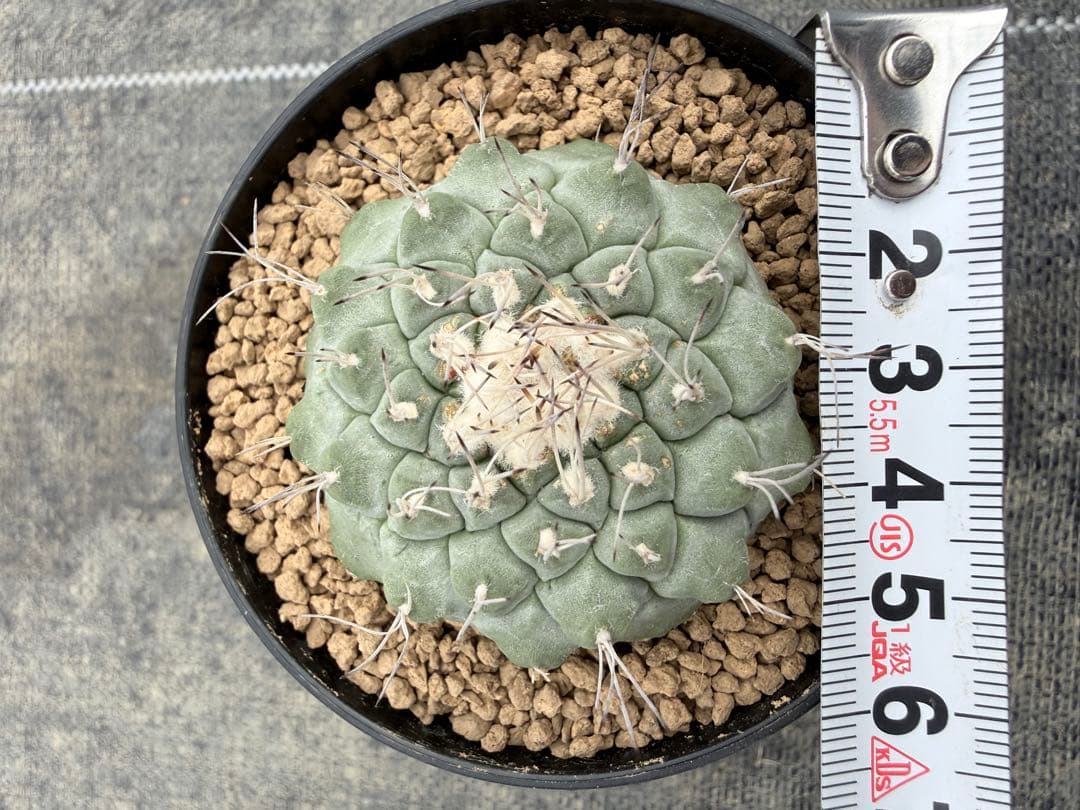 ストロンボカクタス　大疣菊水　国内実生　サボテン　帝冠