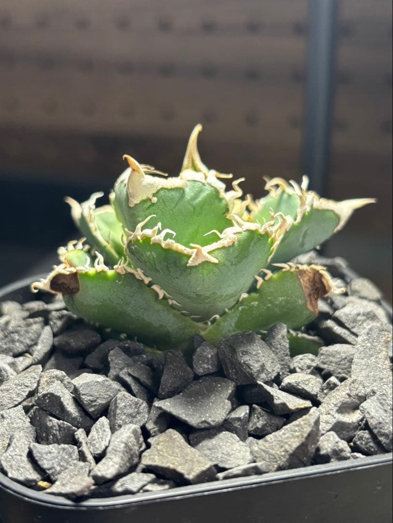 アガベ　CJ Special ホホジロタイプ　発根済③