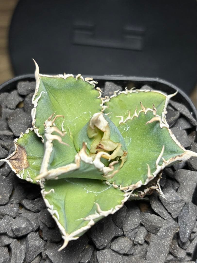 アガベ　CJ Special ホホジロタイプ　発根済③