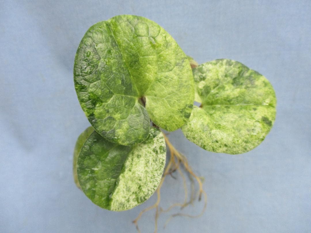 タマノカンアオイ　銘品「多摩の誉」六枚葉　富貴蘭　山野草