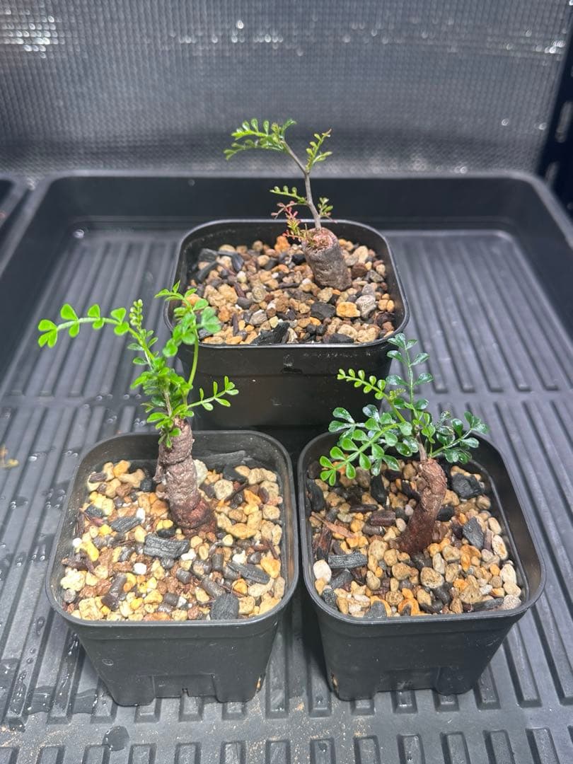 オペルクリカリア　パキプス　根差し　3株セット