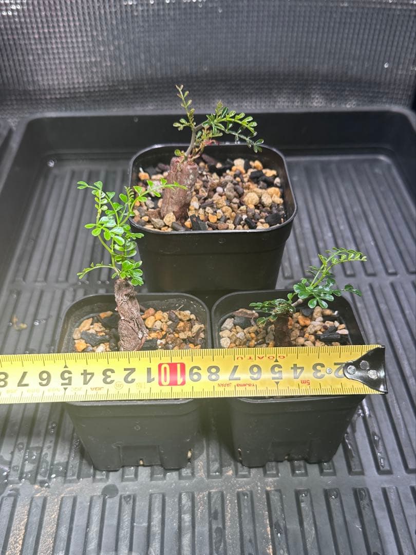 オペルクリカリア　パキプス　根差し　3株セット