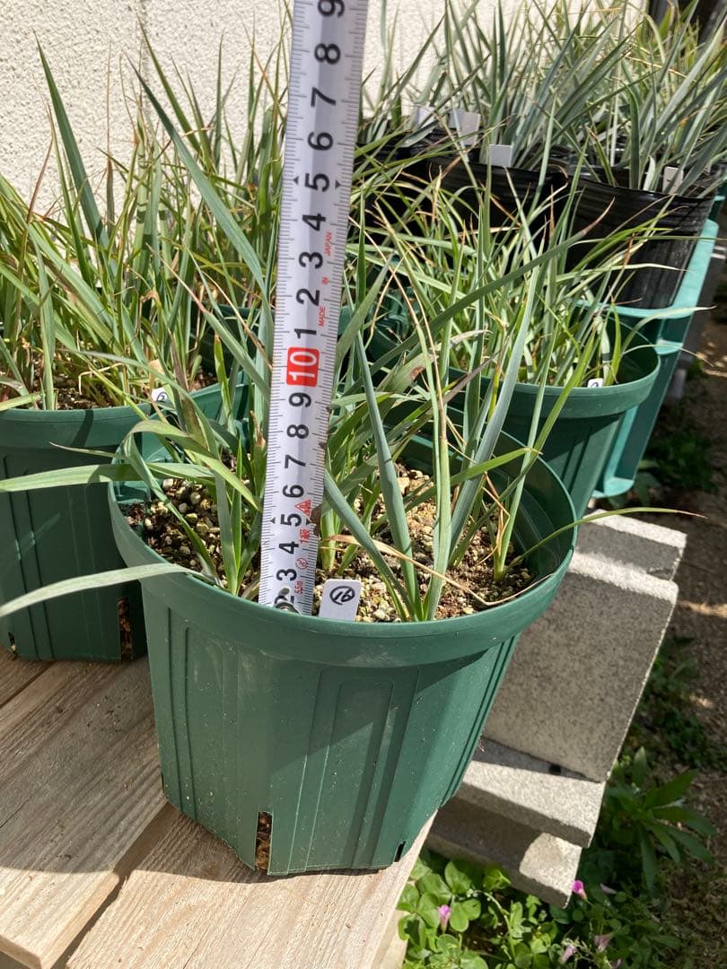 ユッカロストラータ272株