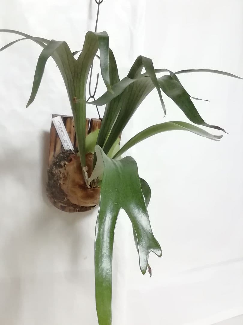 ビフルカッム　cv.オールド　子株付き希少株