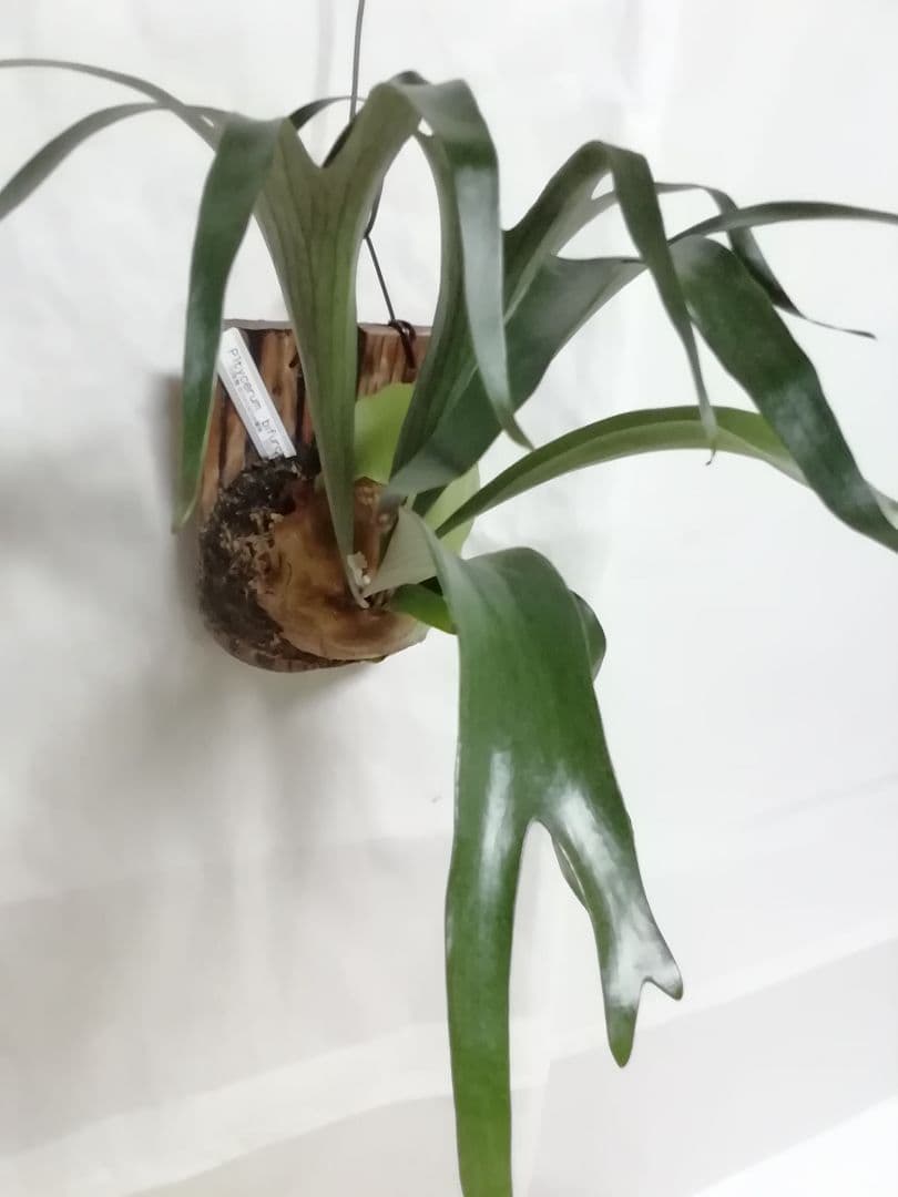 ビフルカッム　cv.オールド　子株付き希少株