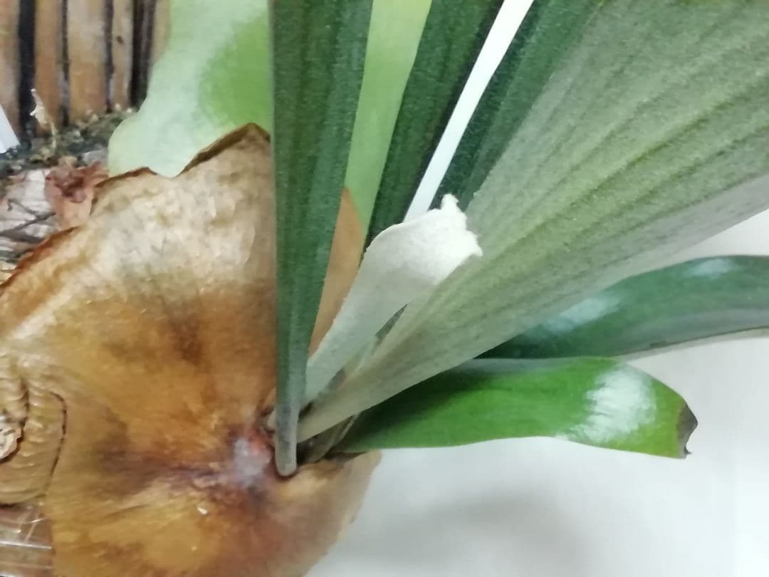 ビフルカッム　cv.オールド　子株付き希少株