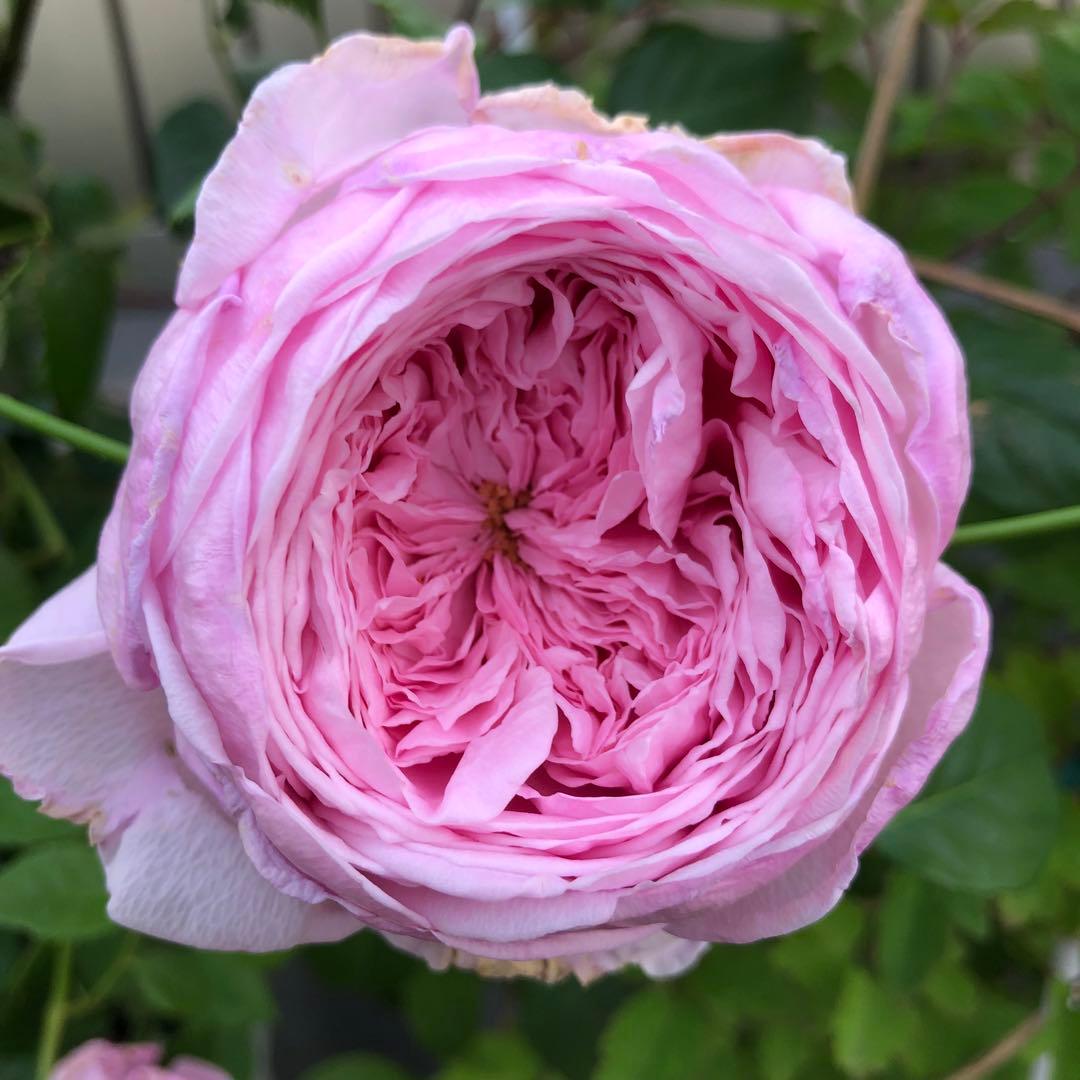 ＊マスコ様確認用＊ピンクのバラ苗　ばら苗　挿し木苗　薄ピンク