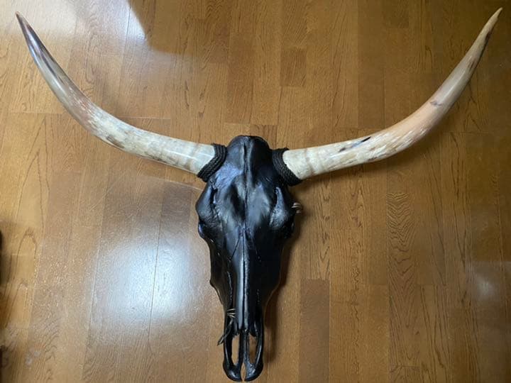 テキサスロングホーン