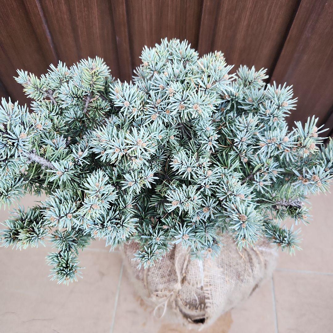 プンゲンストウヒ　グラウカグロボーサ　根巻き　苗木　レア品種