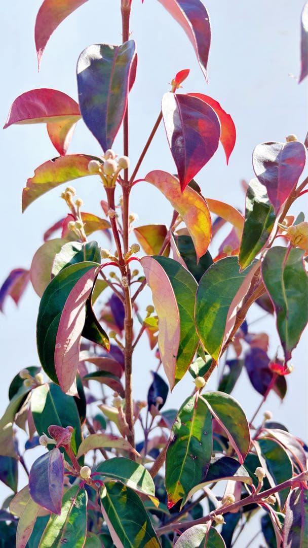 幹太。逸品常緑ヤマボウシ ホンコンエンシス1.6M(鉢底から)品番A