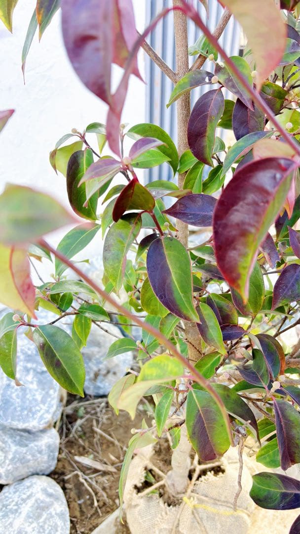 幹太。逸品常緑ヤマボウシ ホンコンエンシス1.6M(鉢底から)品番A