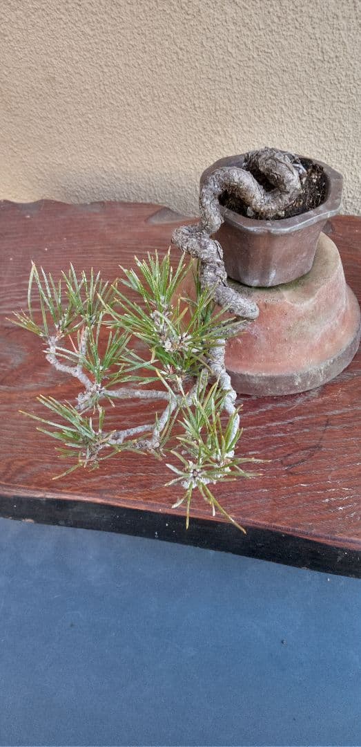 ミニ盆栽三河黒松