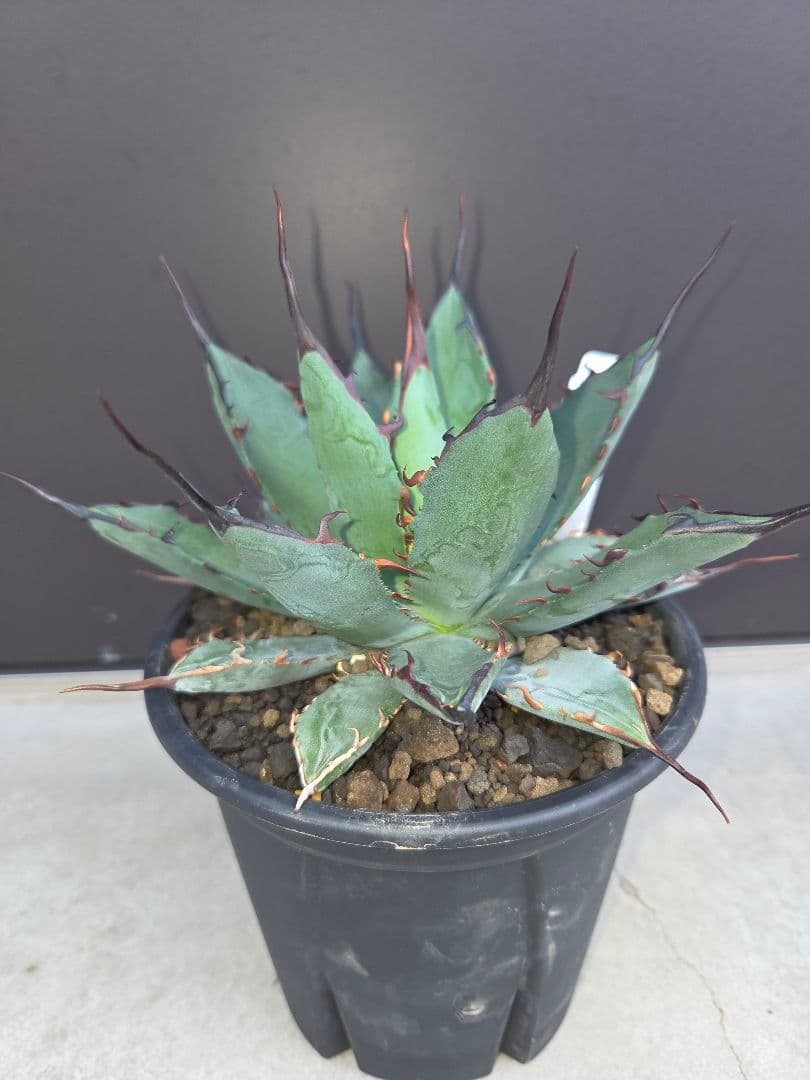 アガベチタノタハイブリッド ブラック&ブルー×ネバデンシス