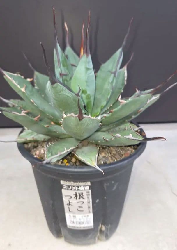 アガベチタノタハイブリッド ブラック&ブルー×ネバデンシス