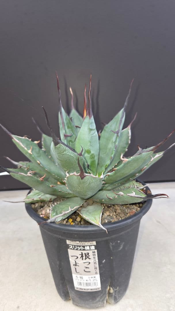 アガベチタノタハイブリッド ブラック&ブルー×ネバデンシス