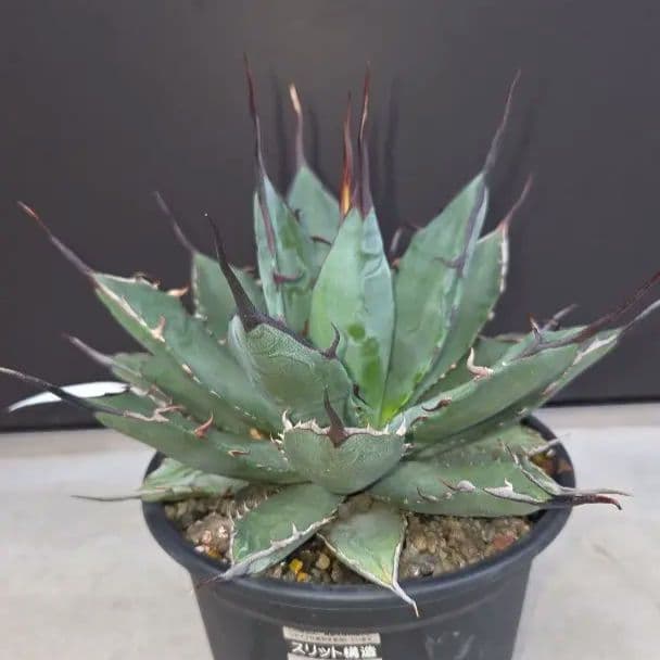 アガベチタノタハイブリッド ブラック&ブルー×ネバデンシス