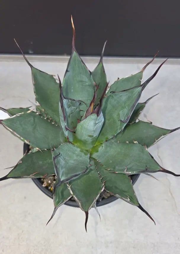 アガベチタノタハイブリッド ブラック&ブルー×ネバデンシス