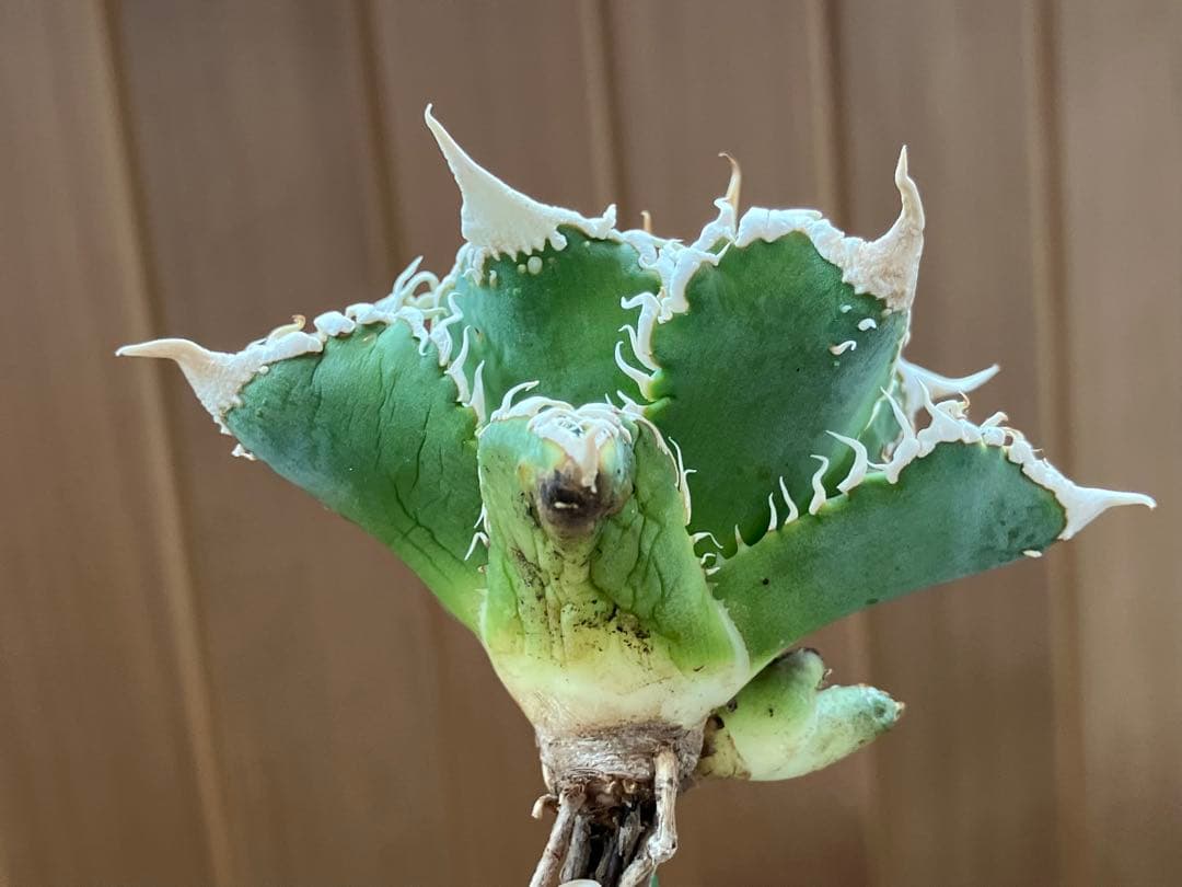 【速達】③特選　サイズ大　子株付き　アガべ　チタノタ　白豪刺　太棘