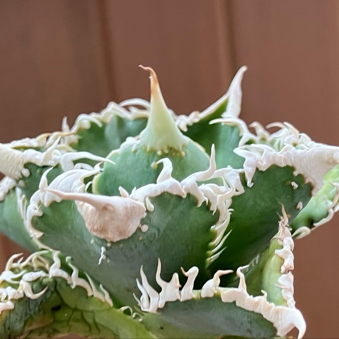 【速達】③特選　サイズ大　子株付き　アガべ　チタノタ　白豪刺　太棘