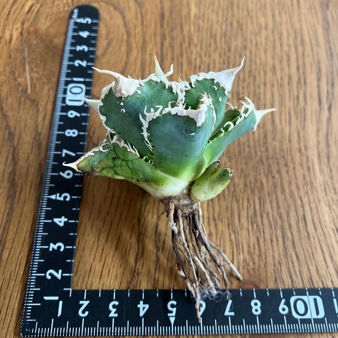 【速達】③特選　サイズ大　子株付き　アガべ　チタノタ　白豪刺　太棘