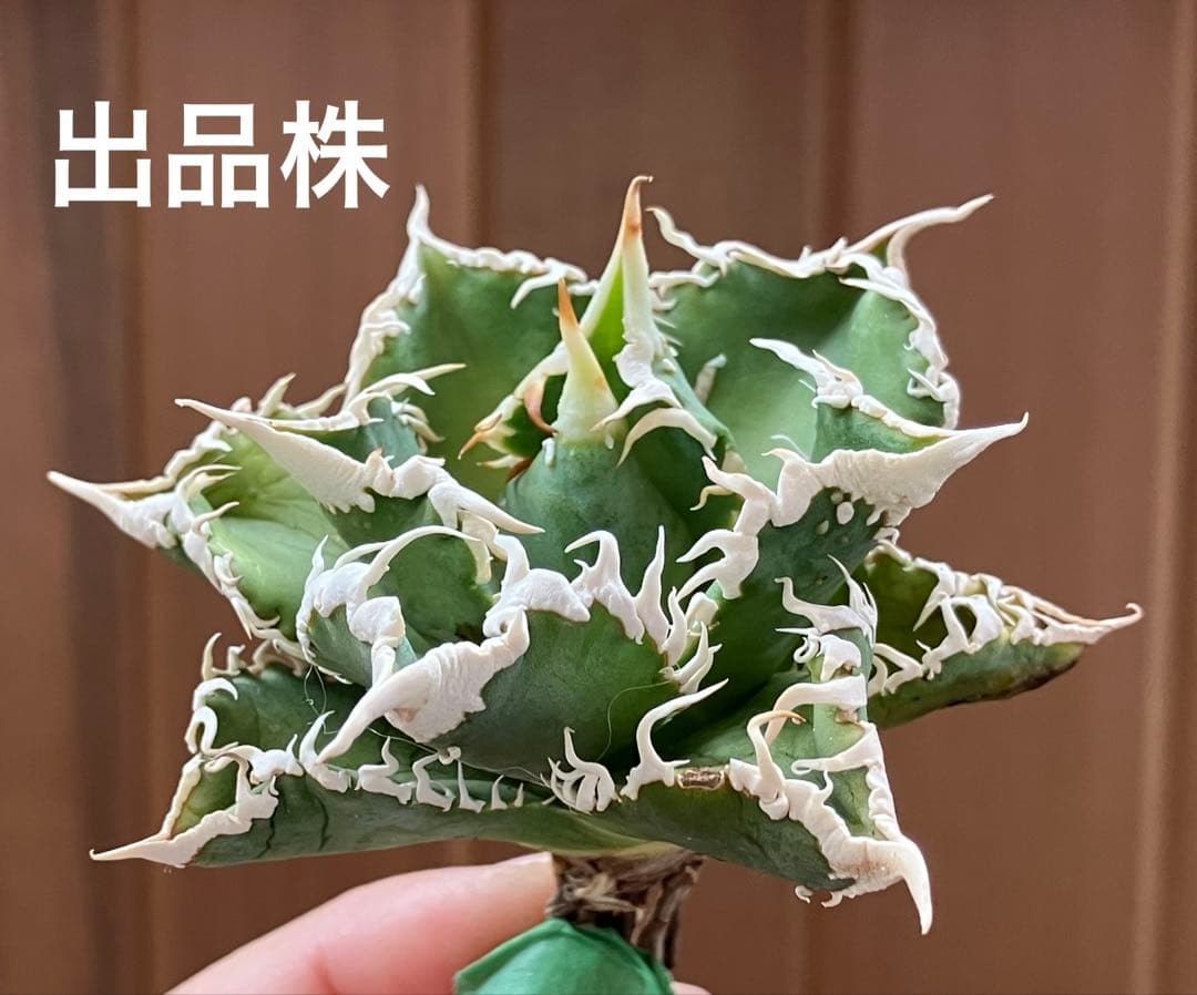 【速達】③特選　サイズ大　子株付き　アガべ　チタノタ　白豪刺　太棘