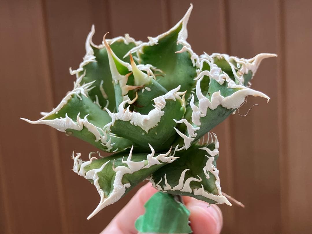 【速達】③特選　サイズ大　子株付き　アガべ　チタノタ　白豪刺　太棘