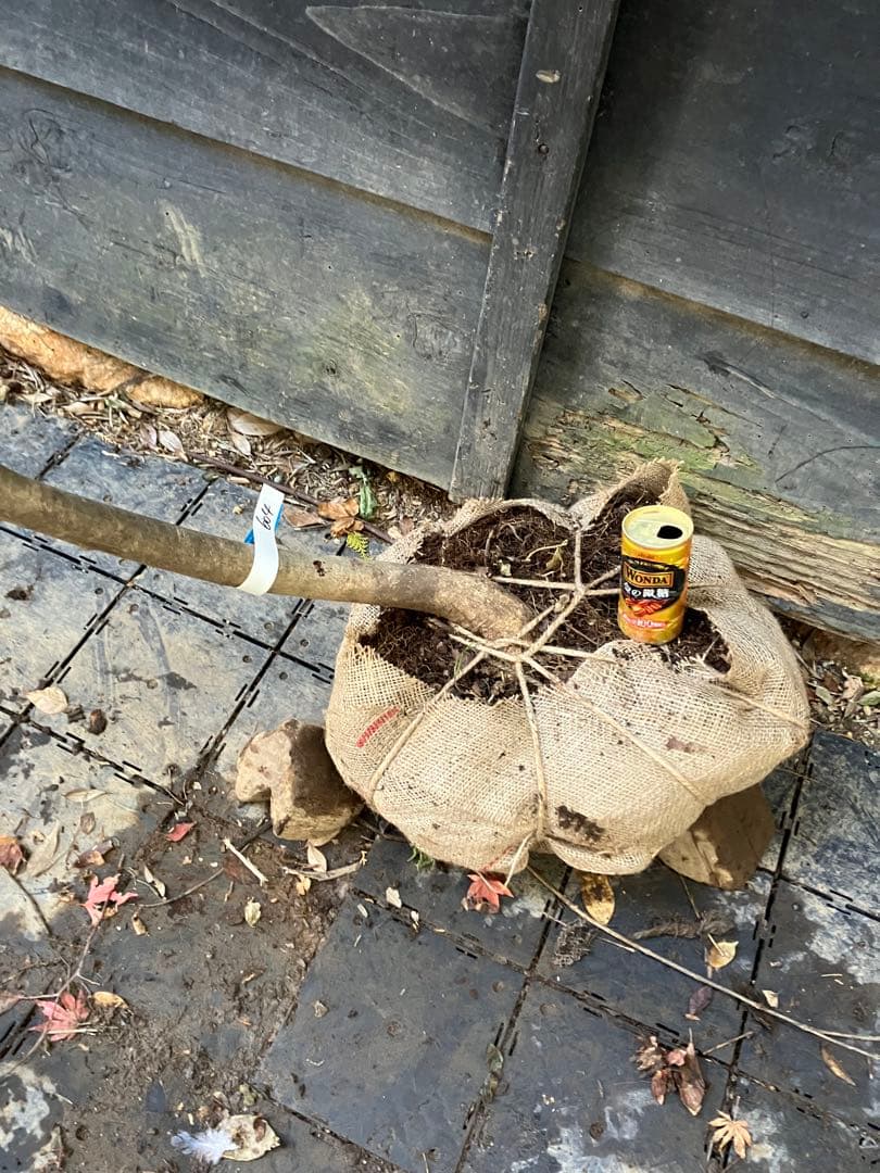 604 山採り　アオダモ