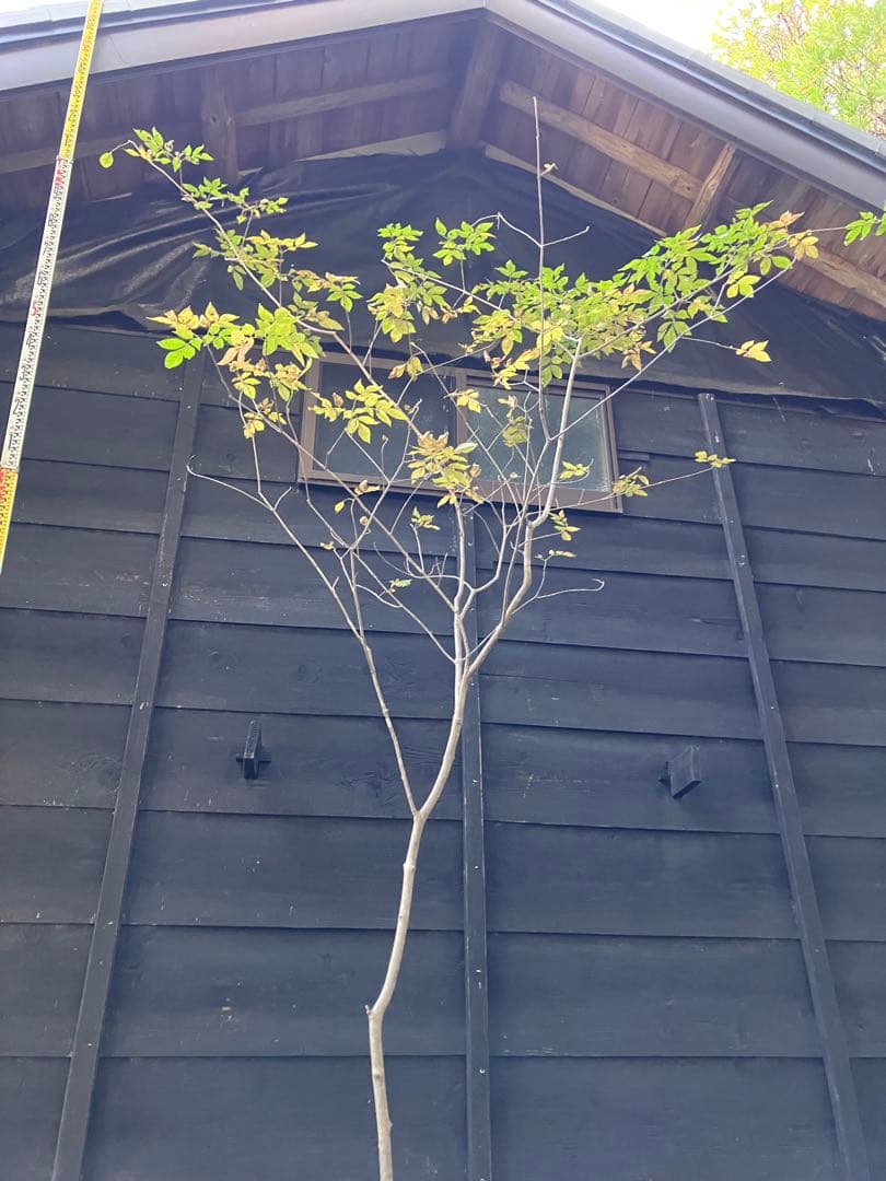 604 山採り　アオダモ