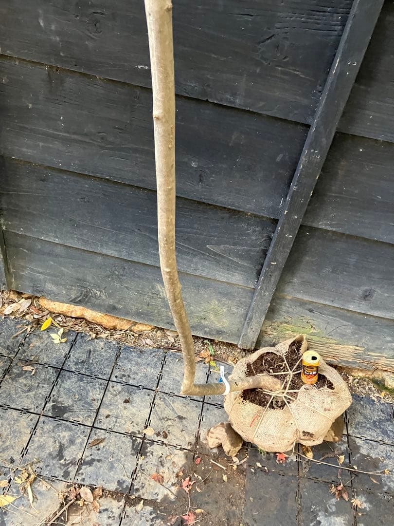 604 山採り　アオダモ