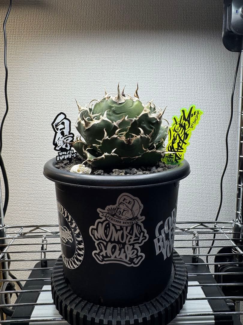 アガベ　白鯨　低重心ボール型