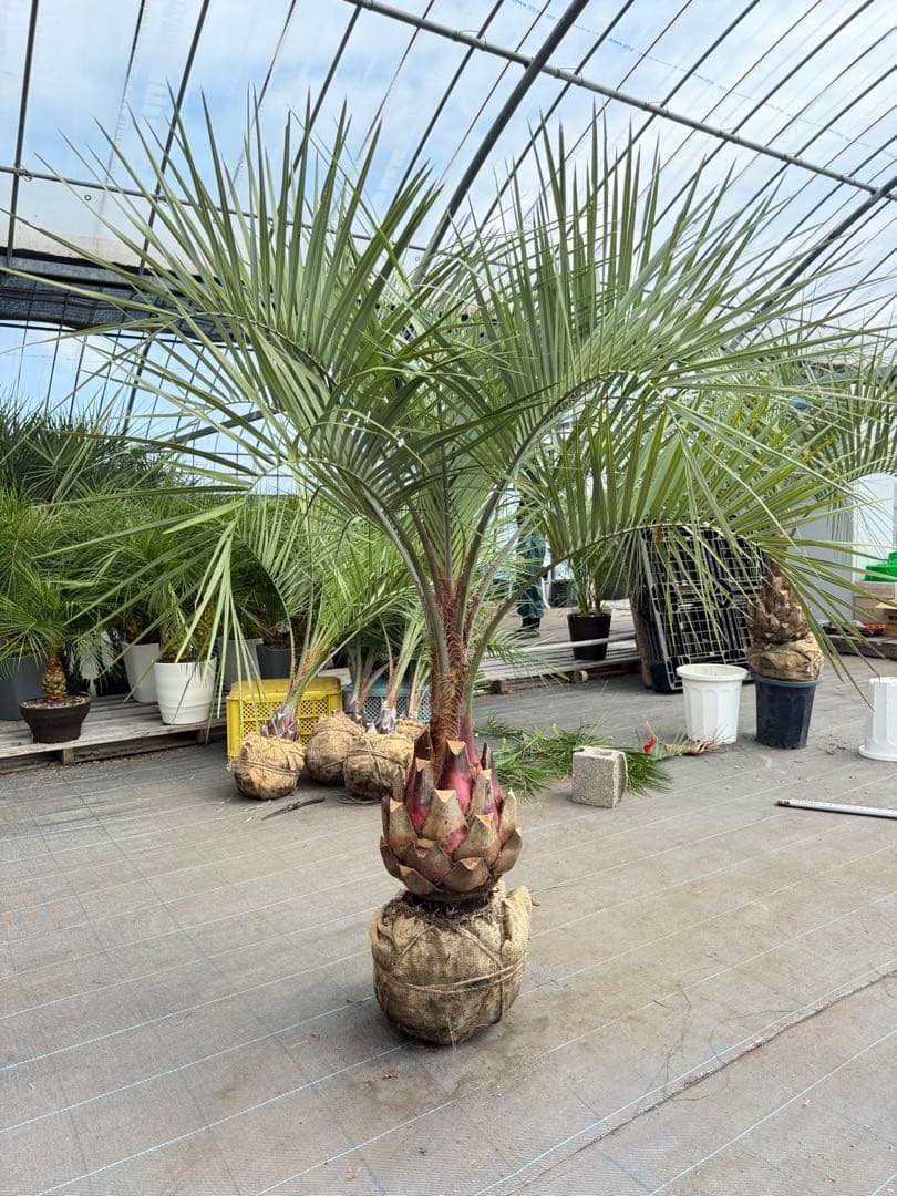 ココスヤシシルバーリーフ【極太】葉先160cm幹回り90cm 幹高40cm