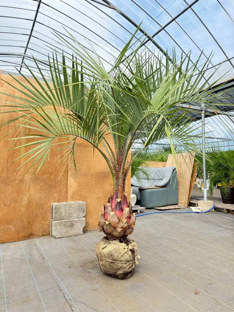 ココスヤシシルバーリーフ【極太】葉先160cm幹回り90cm 幹高40cm