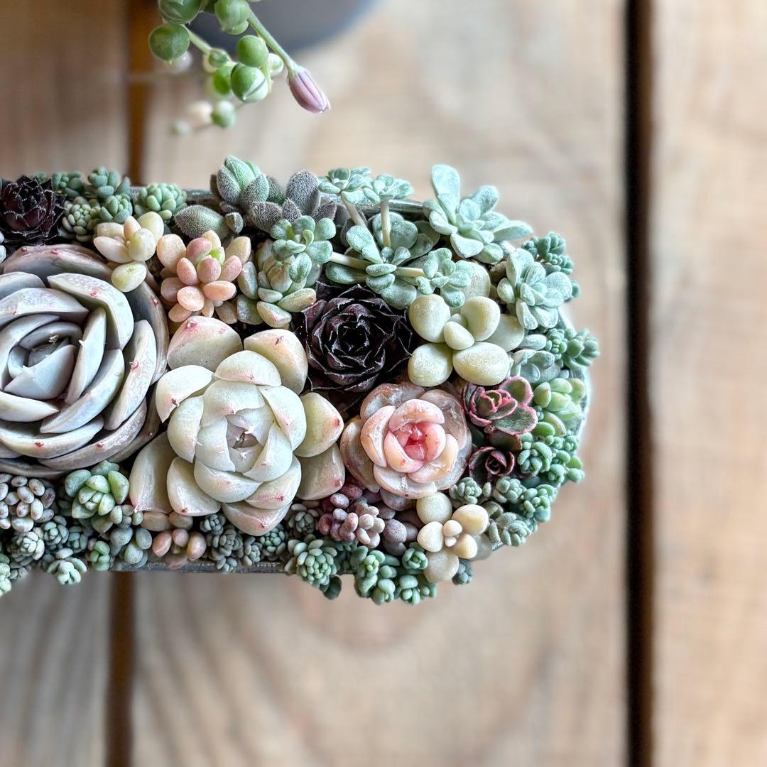 多肉植物♡そのまま飾れる♡専用