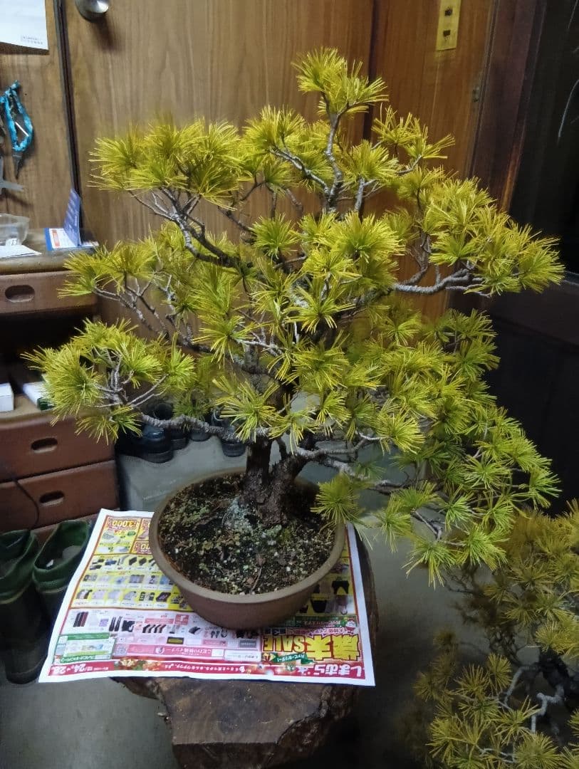 五葉松（かなり年数持ち込み古い）