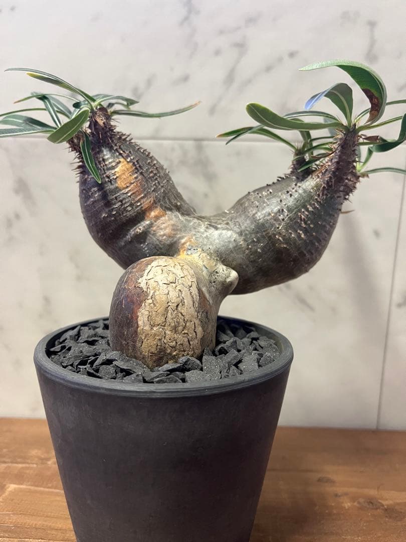 パキポディウム グラキリス 2頭