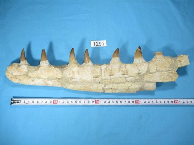 モササウルスの歯と顎骨　本物の化石　モロッコ　No.1291