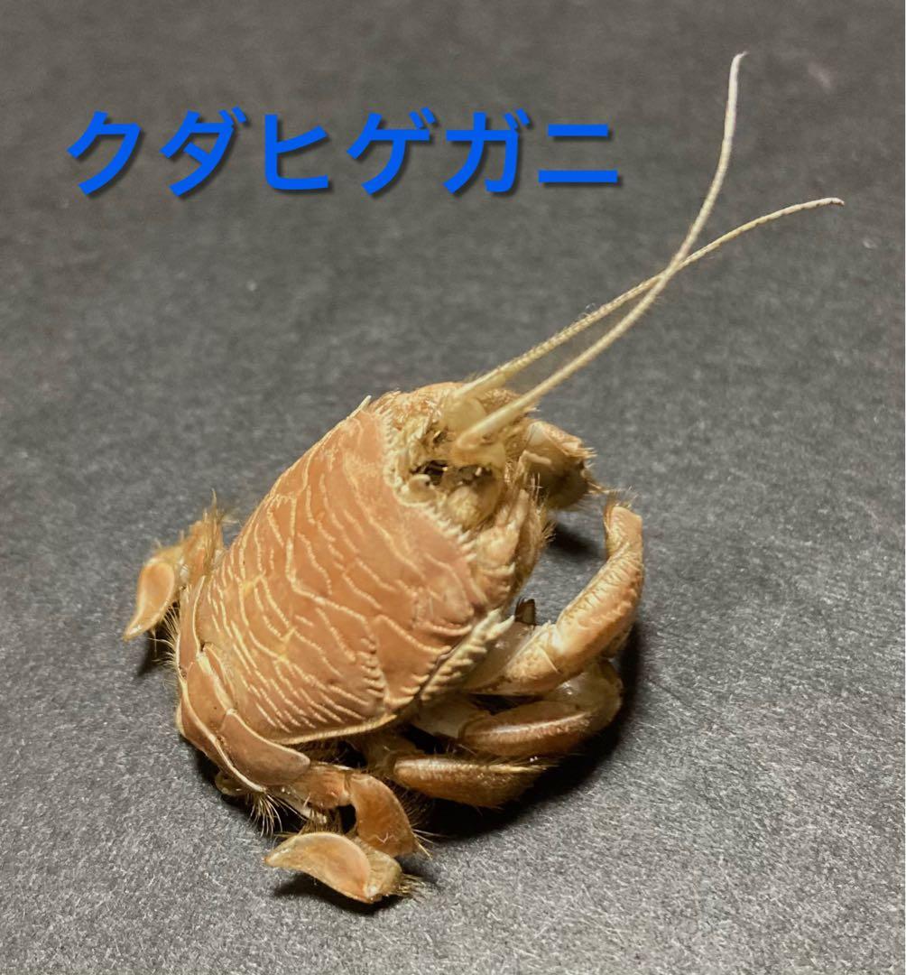 クダヒゲガニ 標本 約5cm カニ　乾燥標本　甲殻類