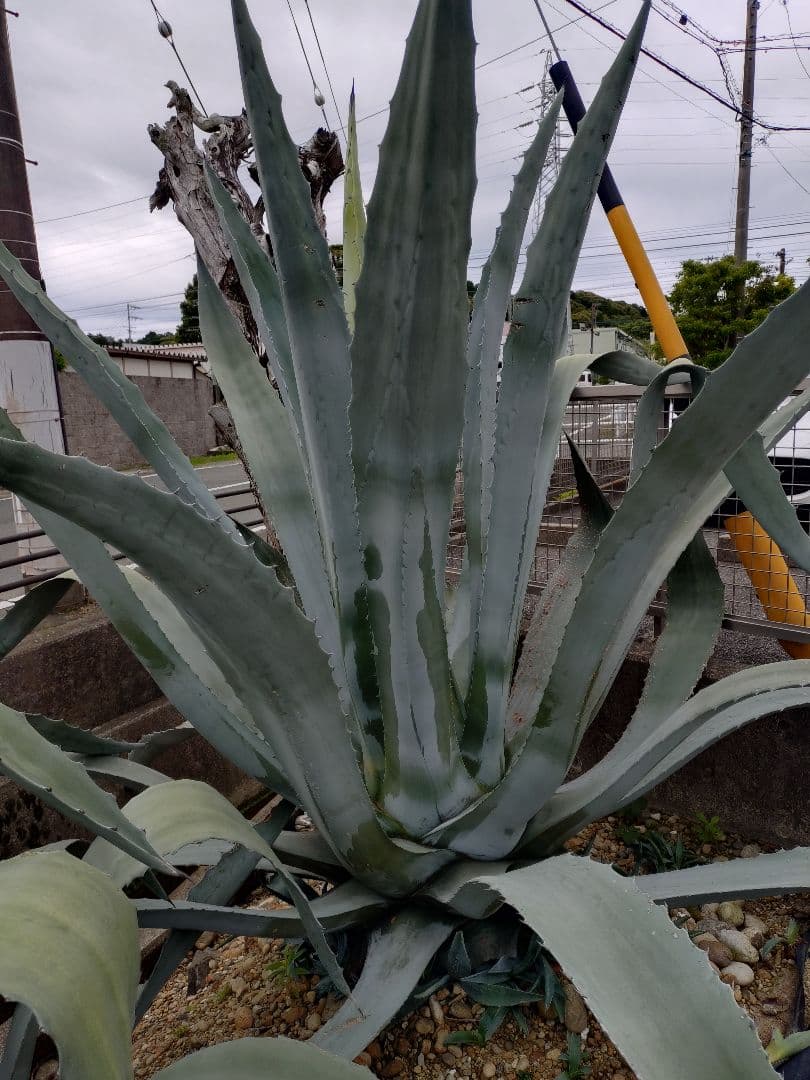 アガベ アメリカーナ