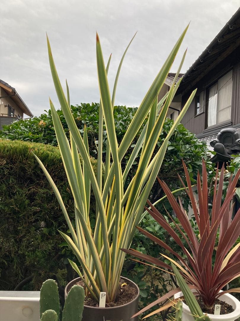 ドライガーデンＰセット鉢ごと配送致します。