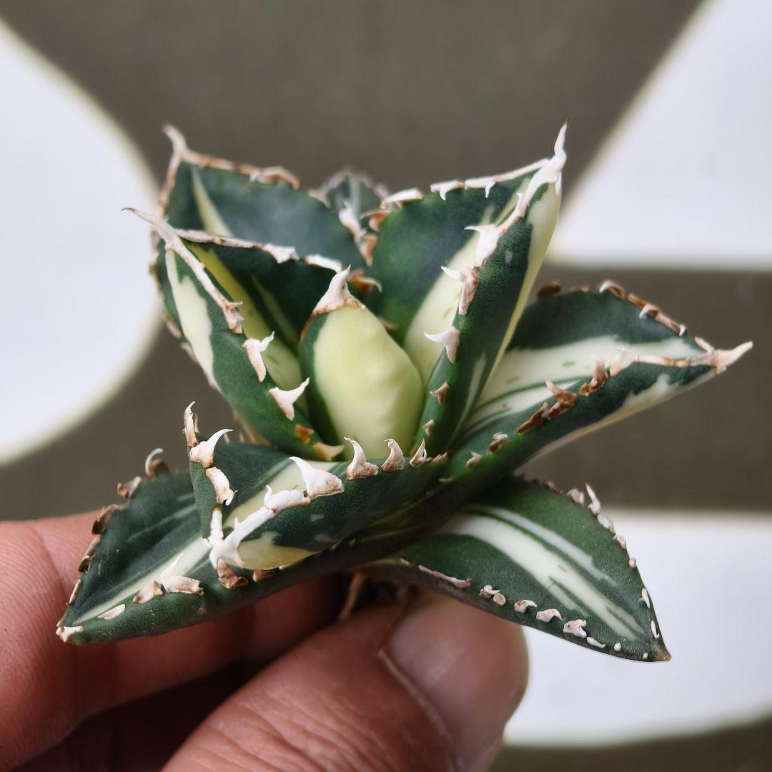 828【上澳園芸】 アガベ チタノタ 狼人錦 安定錦 白中斑