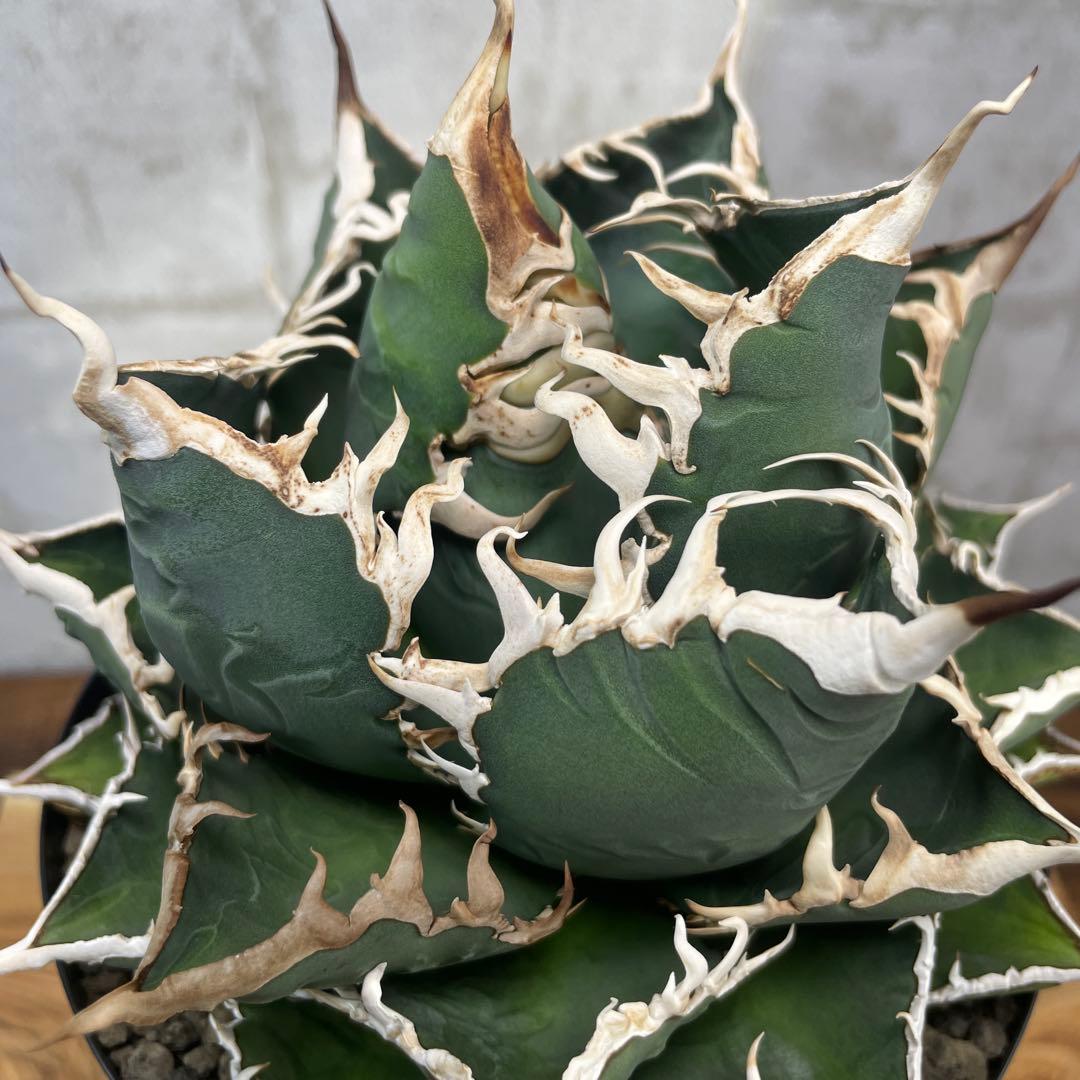 アガベ　チタノタ　海王　極上株　リヴァイアサン