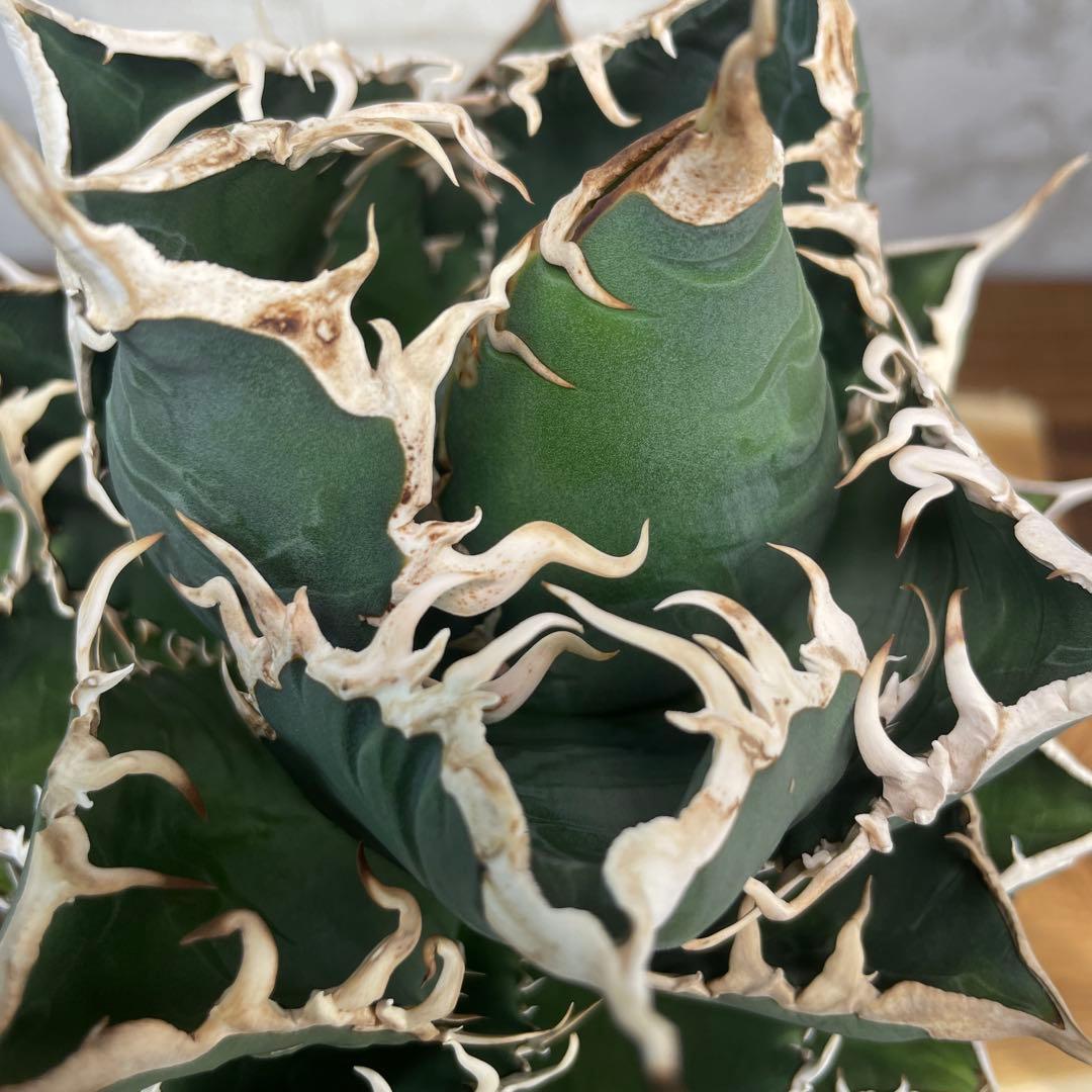 アガベ　チタノタ　海王　極上株　リヴァイアサン