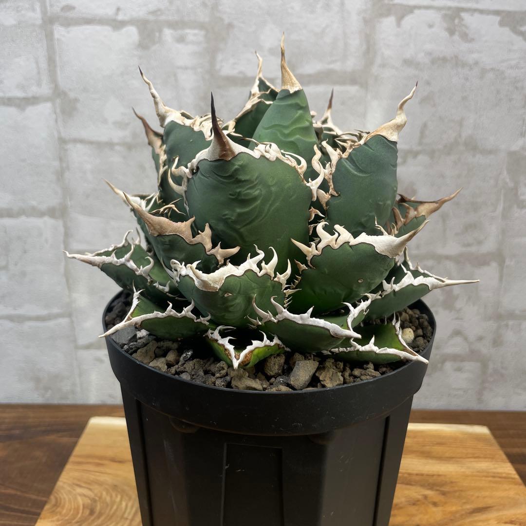 アガベ　チタノタ　海王　極上株　リヴァイアサン